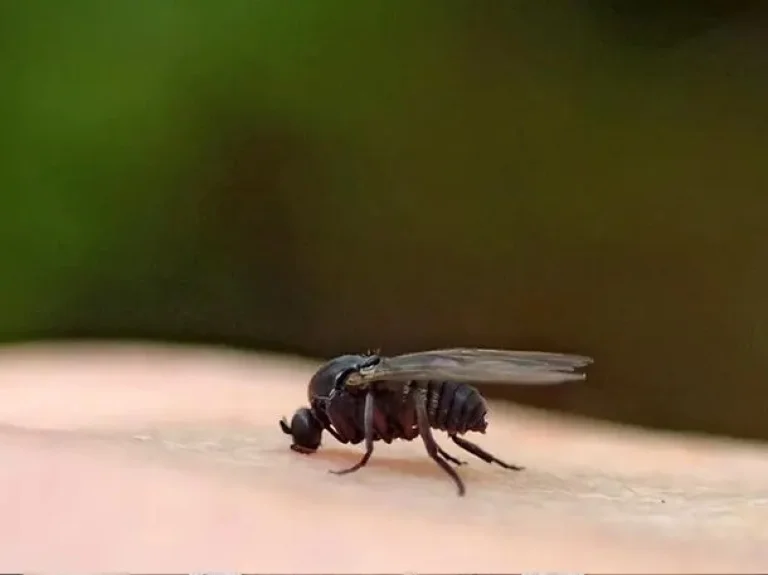 ALERTA SANITARIA EN EL AMBA POR LA APARICIÓN DE BARIGÜÍ: QUÉ ES Y CÓMO EVITAR SUS MORDEDURAS